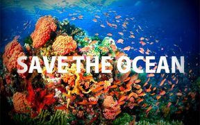 How You Can Help Conserve Our Oceans In 2020