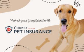 Insure Your Fur Babie's Future With Cebuana Lhuiller Pet Insurance