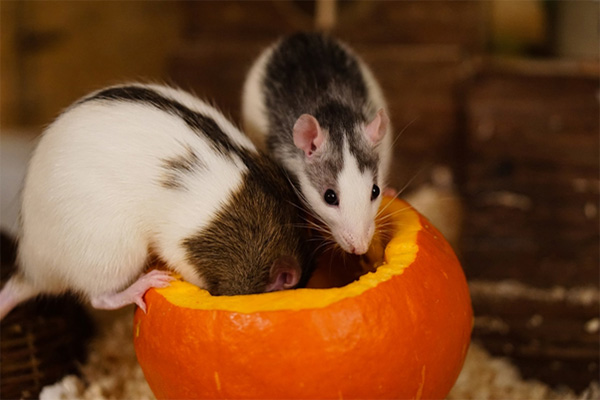 A List Of Smells That Attract And Repel Rats